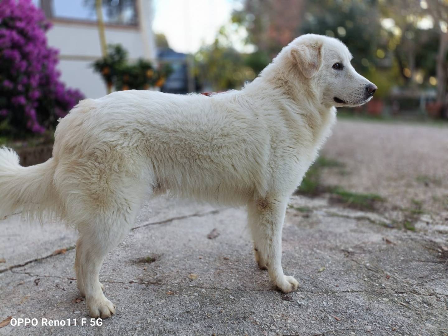 Adotta un cane, taglia gigante, maschio, Ancona
