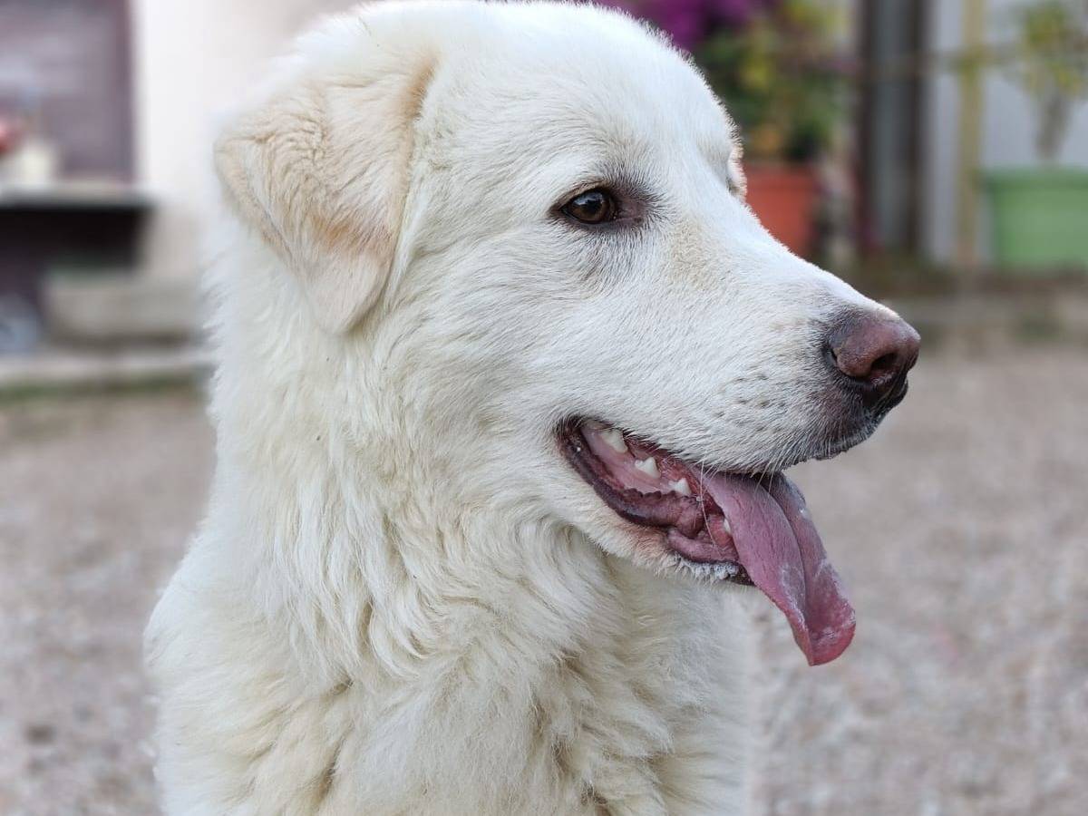 Adotta il cane Yoghi a Ancona