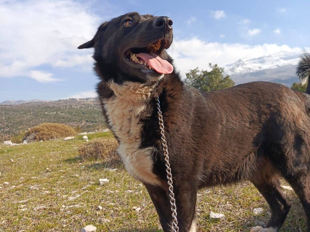Adotta il cane Windy a Milano