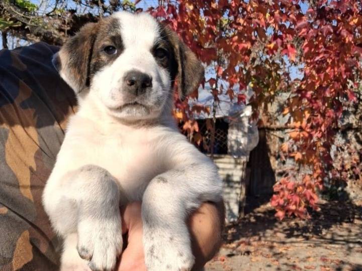 Adozione cane, maschio, Pastore maremmano Razza sconosciuta, 1 mesi, taglia grande, Siracusa