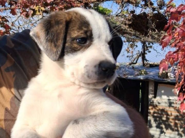 Adotta un cane, maschio, 1 mesi, Siracusa