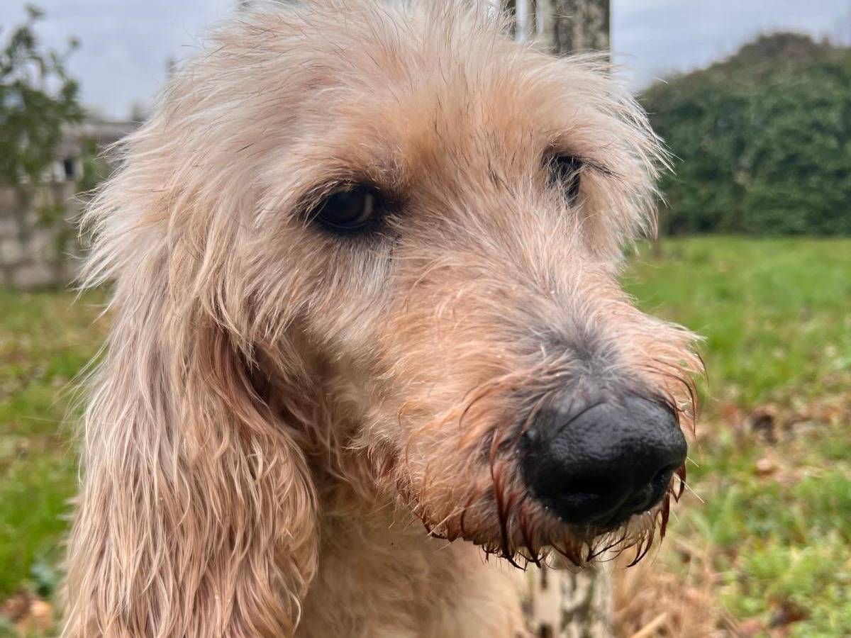 Adozione cane, maschio, Spinone Razza sconosciuta, 9 anni e 1 mese, taglia media, Frosinone