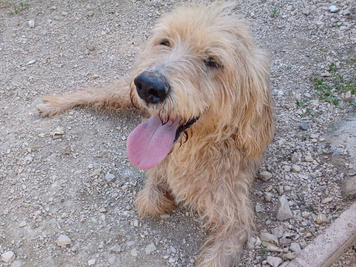 Adotta un cane, maschio, 9 anni e 1 mese, Frosinone