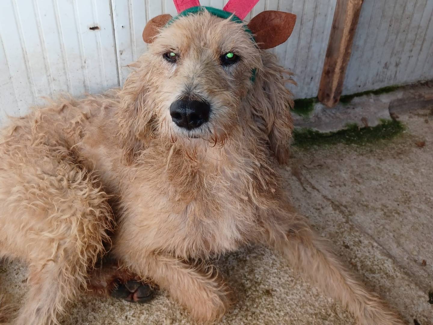 Adotta un cane, taglia media, maschio, Frosinone