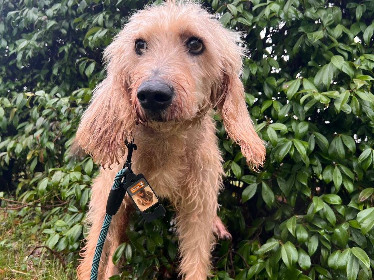 Vuoi adottare un cane a Frosinone?