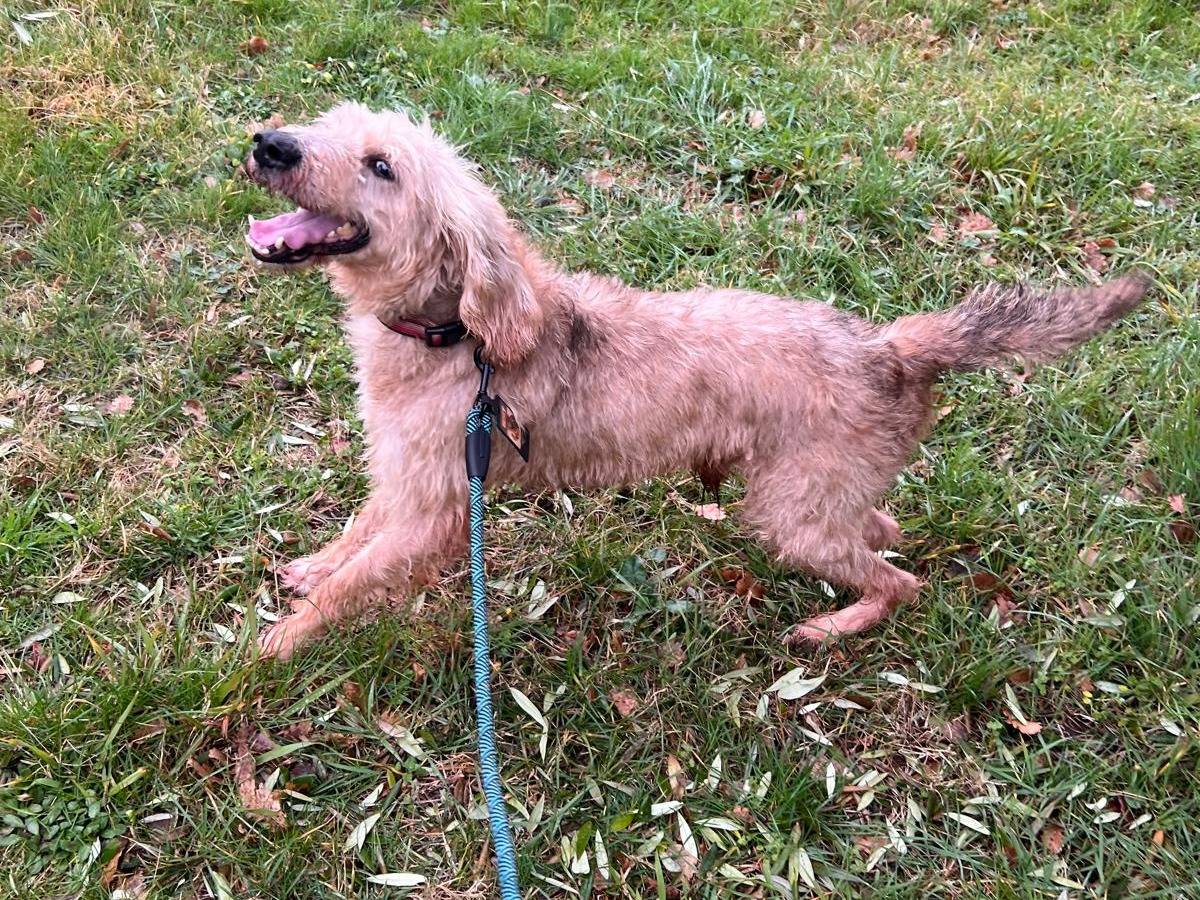 Adotta il cane JERRY a Frosinone