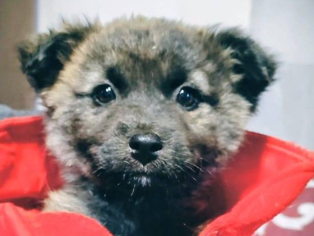 Adozione cane, femmina, Shiba Razza sconosciuta, 3 mesi, taglia piccola, Firenze