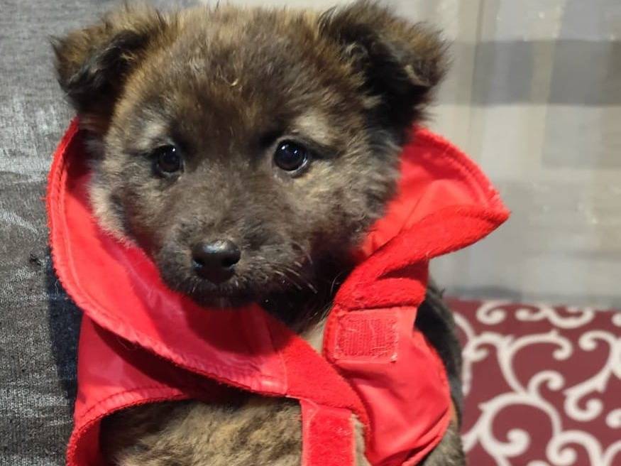 Adotta un cane, femmina, 3 mesi, Firenze