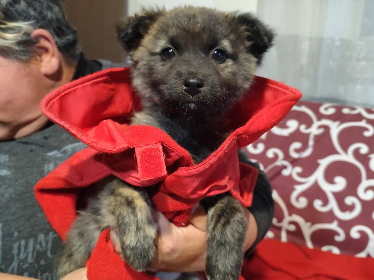 Adotta un cane, taglia piccola, femmina, Firenze