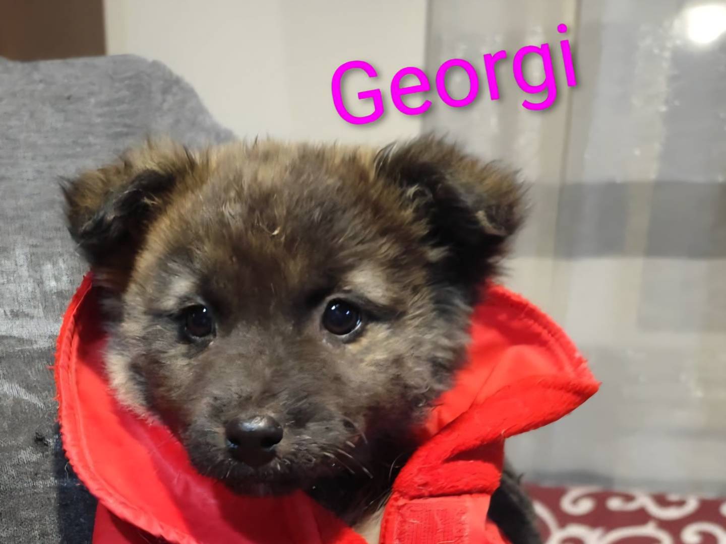 Vuoi adottare un cane a Firenze?