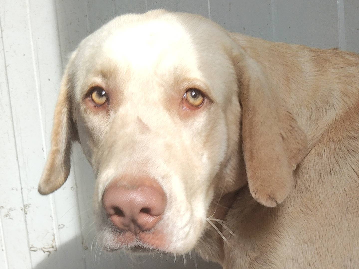Adozione cane, maschio, Labrador Retriever Razza sconosciuta, 1 anno, taglia grande, Bergamo