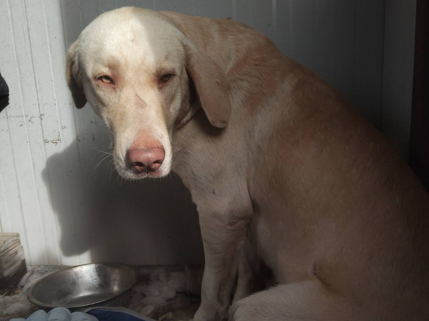 Adotta un cane, maschio, 1 anno, Bergamo