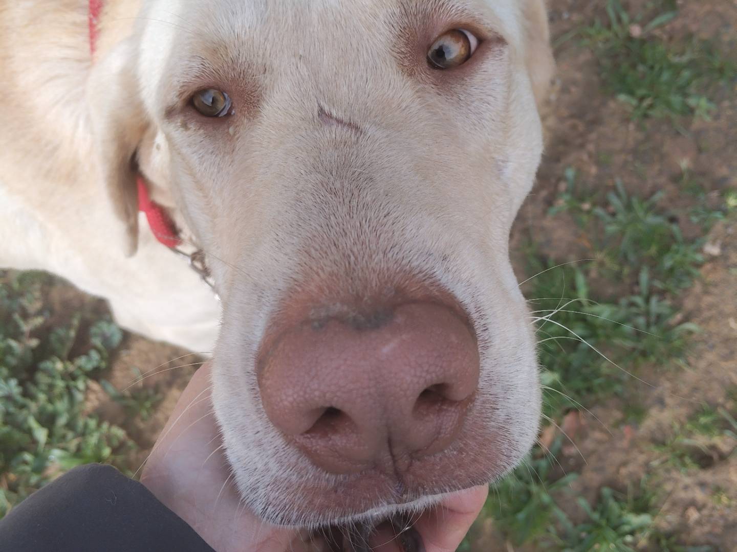 Adotta un cane, taglia grande, maschio, Bergamo