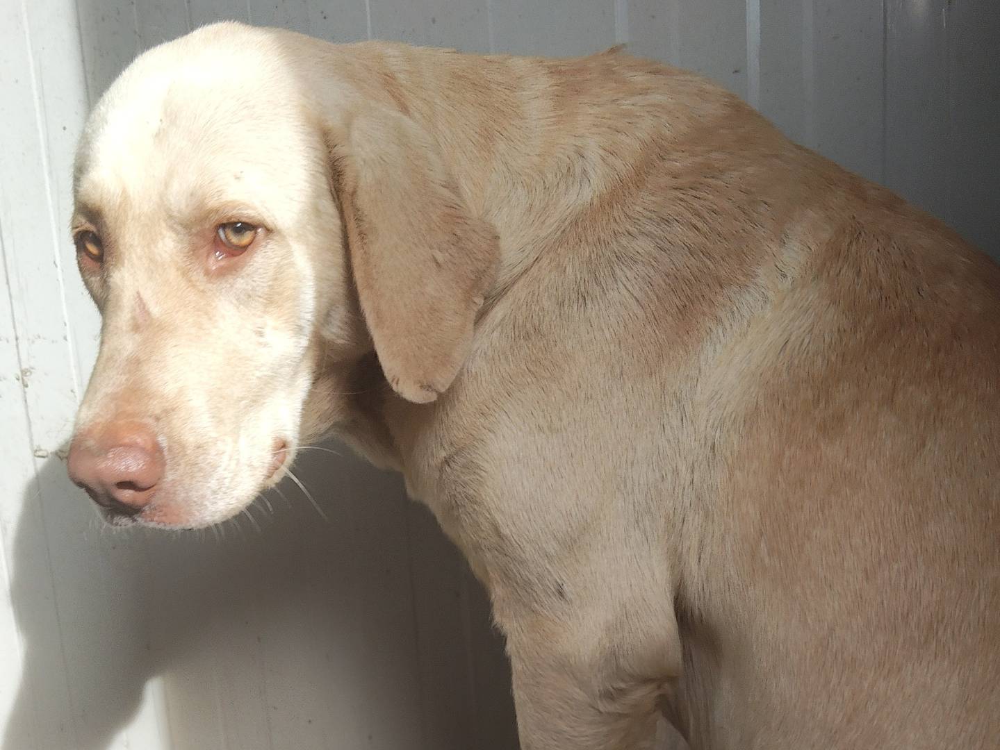 Vuoi adottare un cane a Bergamo?