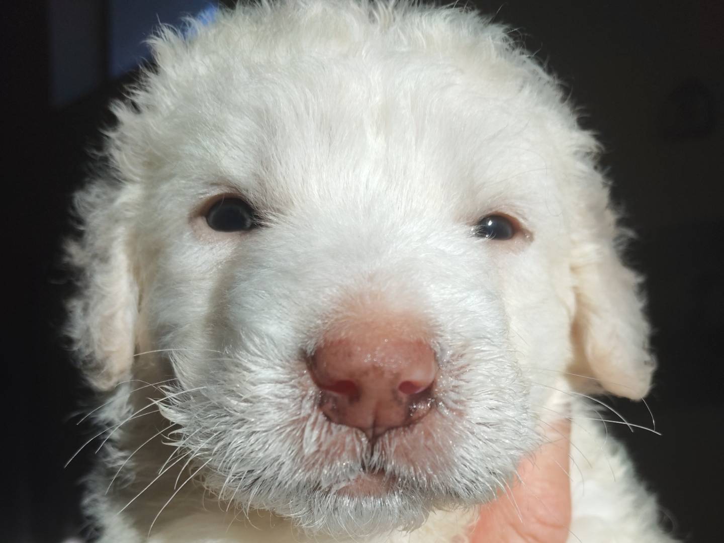 Adozione cane, maschio, Razza sconosciuta Razza sconosciuta, 1 mesi, taglia media, Padova