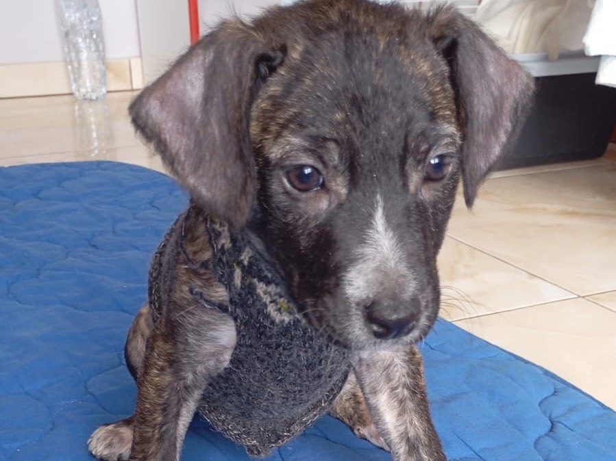 Adozione cane, femmina, Razza sconosciuta Razza sconosciuta, 2 mesi, taglia media contenuta, Avellino