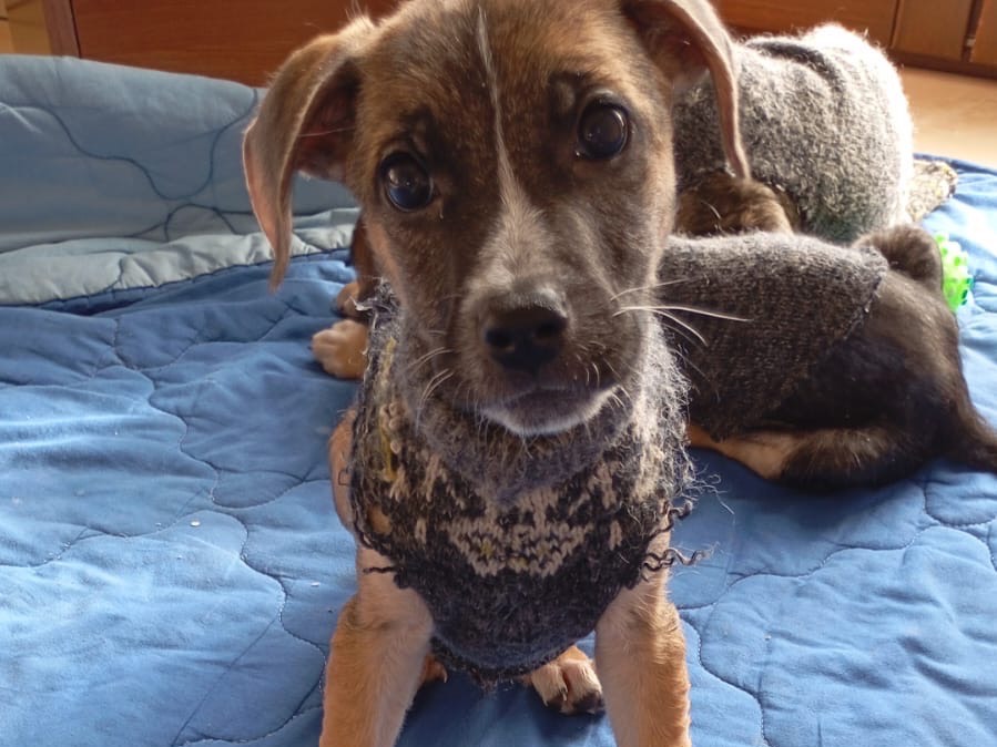 Adozione cane, femmina, Razza sconosciuta Razza sconosciuta, 2 mesi, taglia media contenuta, Avellino