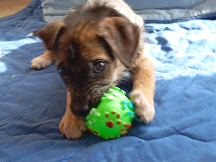 Adozione cane, femmina, Razza sconosciuta Razza sconosciuta, 2 mesi, taglia media contenuta, Avellino