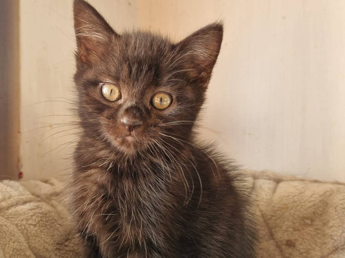 Adozione gatto, maschio, British Shorthair  Razza sconosciuta, 2 mesi, taglia non valida, Frosinone