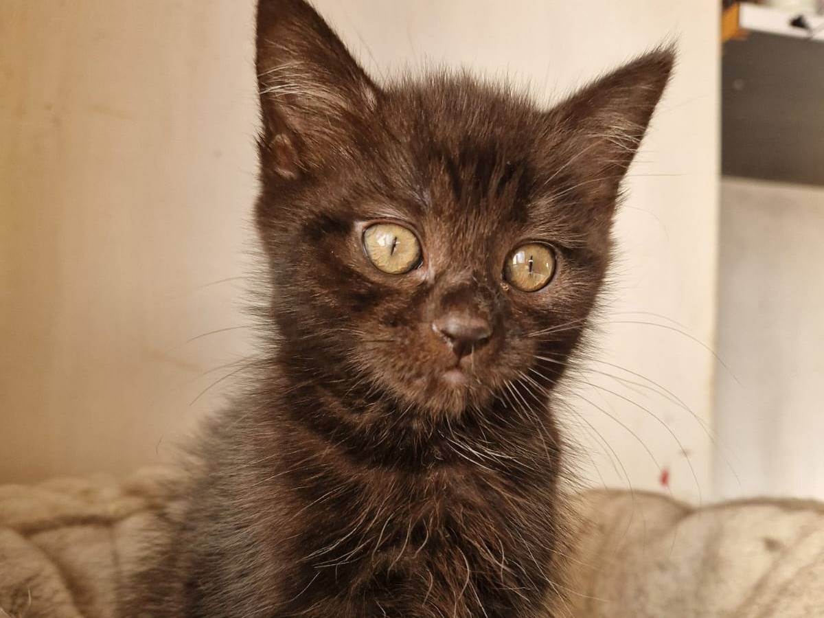 Adotta un gatto, maschio, 2 mesi, Frosinone