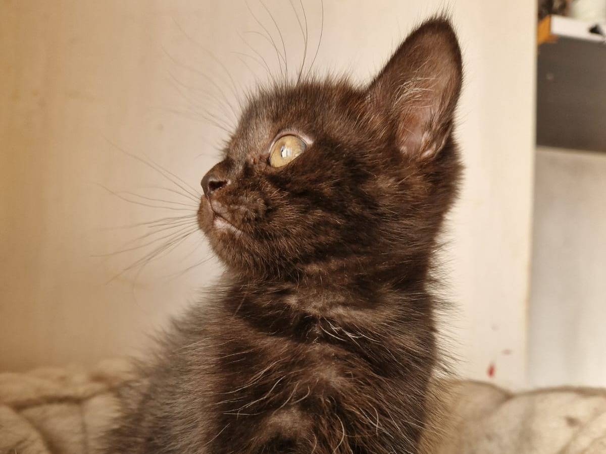 Adotta un gatto, taglia non valida, maschio, Frosinone