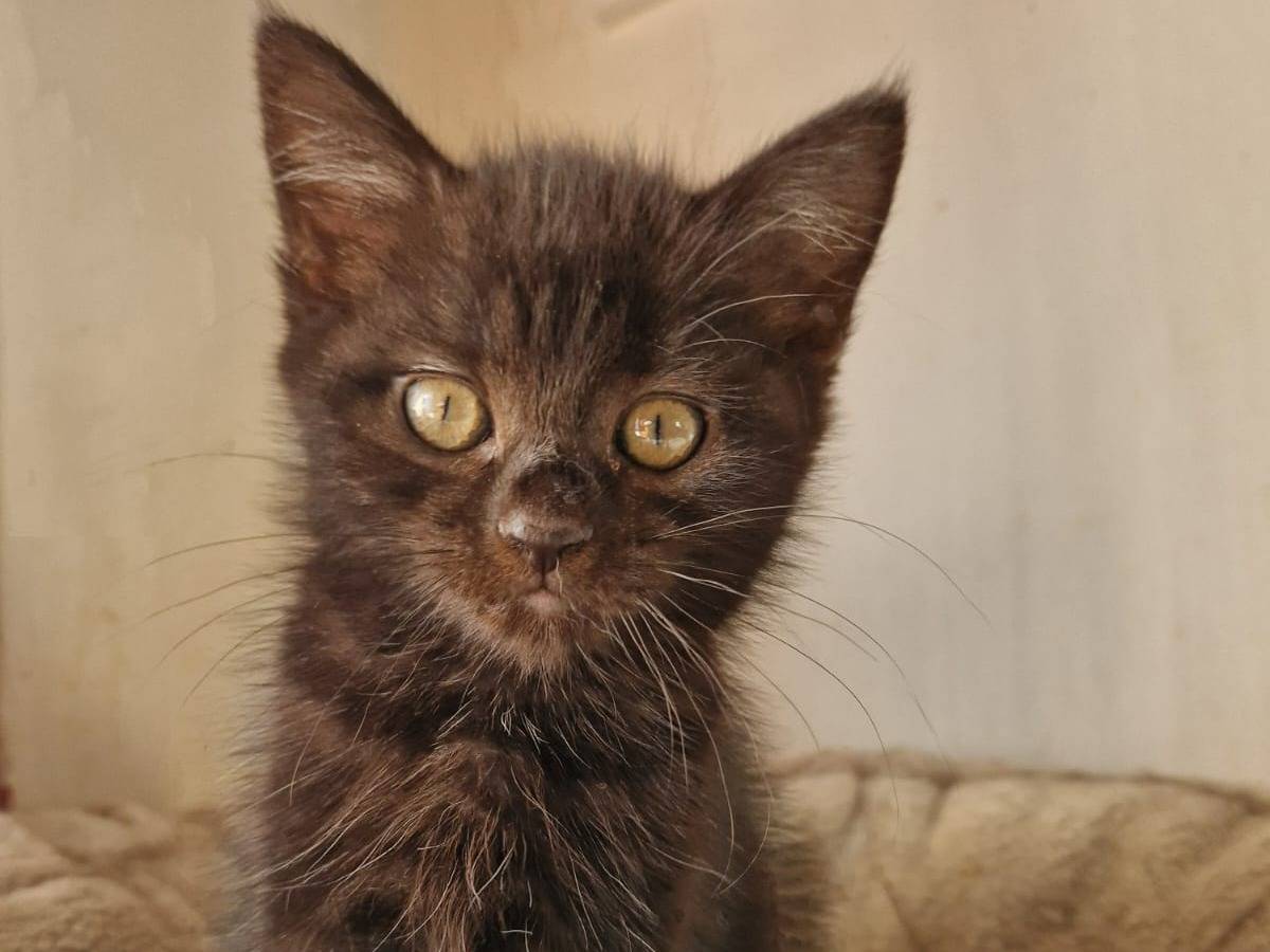 Vuoi adottare un gatto a Frosinone?