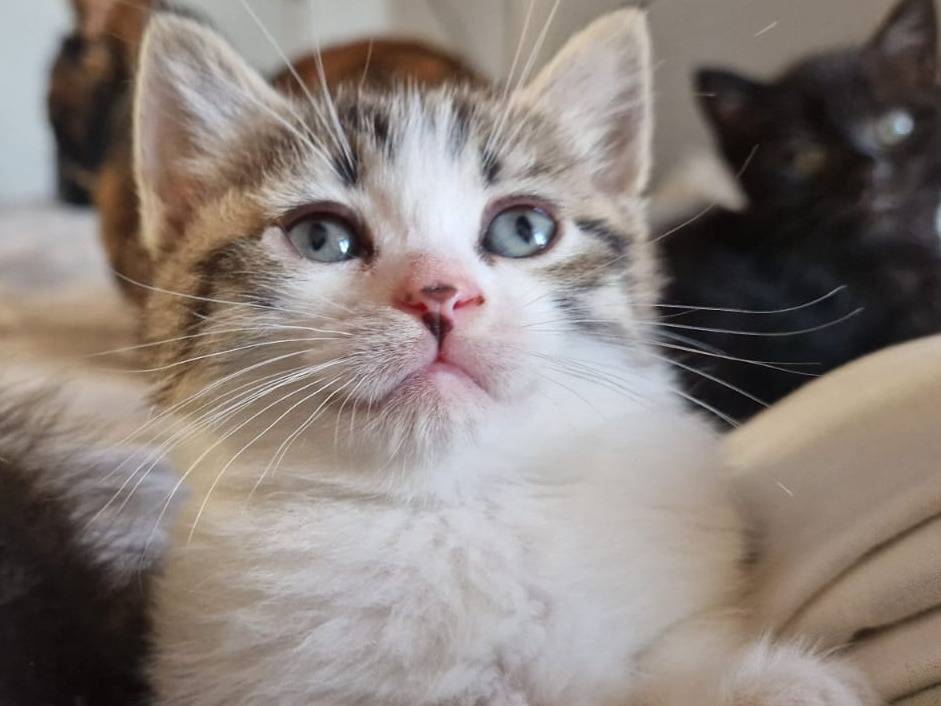 Vuoi adottare un gatto a Frosinone?