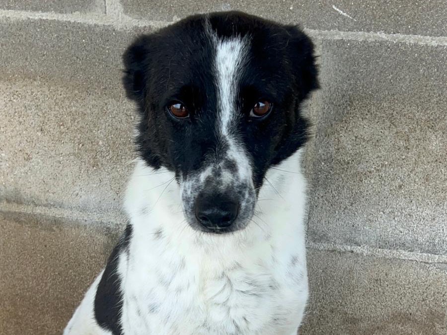 Adozione cane, maschio, Razza sconosciuta Razza sconosciuta, 3 anni, taglia media contenuta, Bari