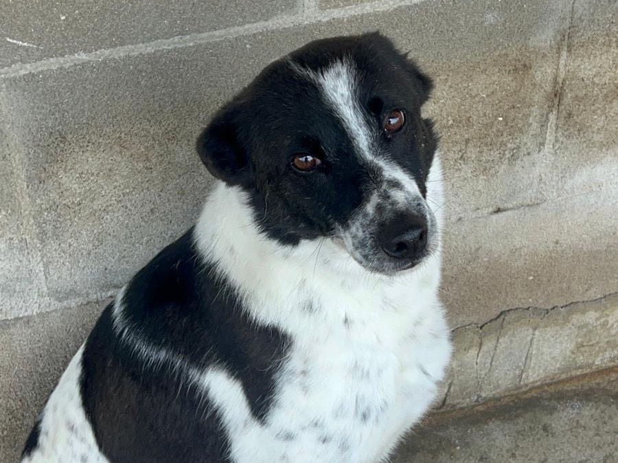 Adotta un cane, maschio, 3 anni, Bari