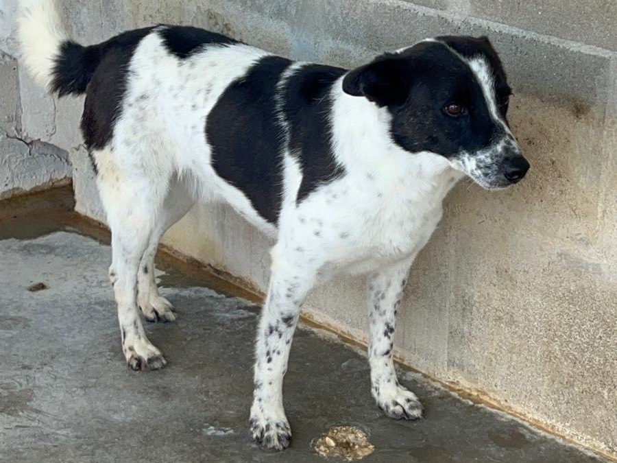 Adotta un cane, taglia media contenuta, maschio, Bari