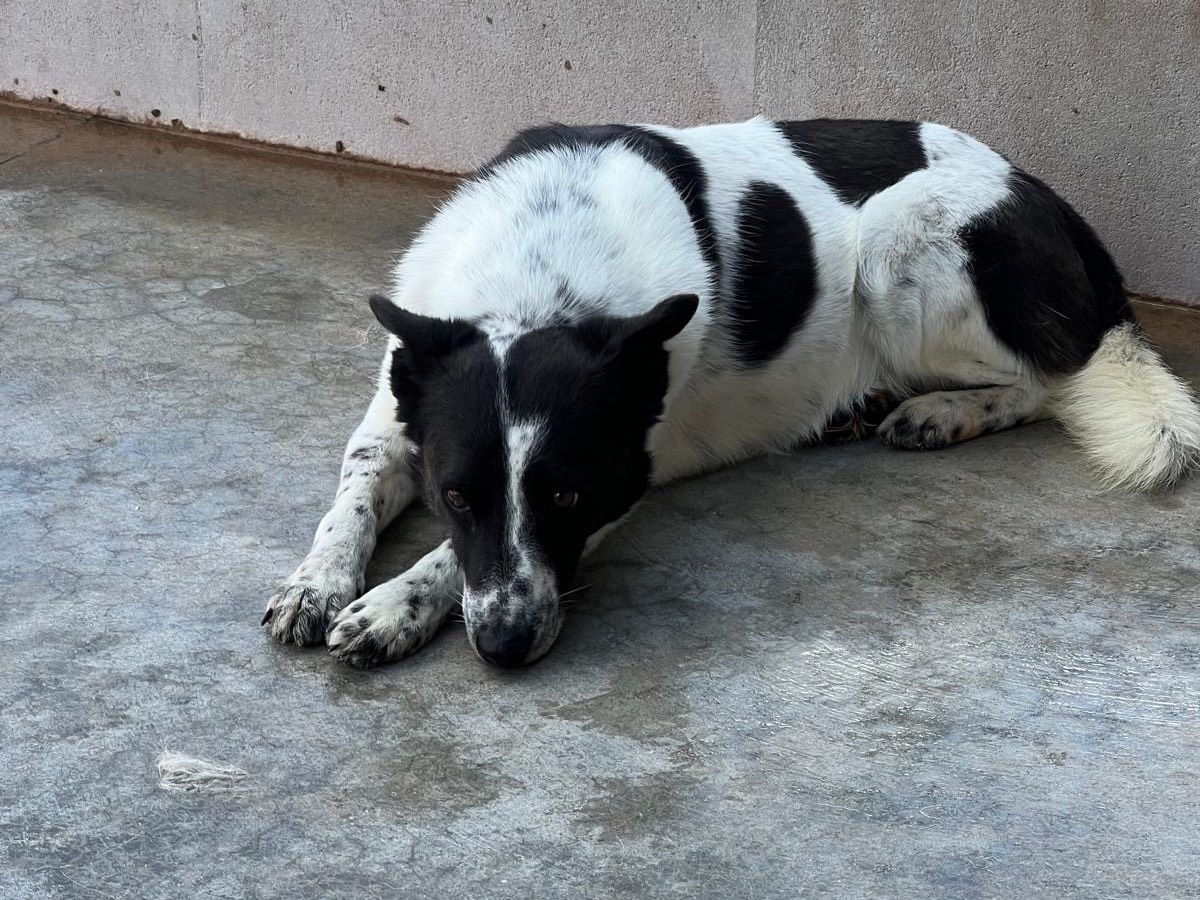 Vuoi adottare un cane a Bari?