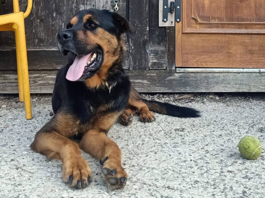 Adozione cane, maschio, Rottweiler Razza sconosciuta, 5 anni e 1 mese, taglia media, Pisa