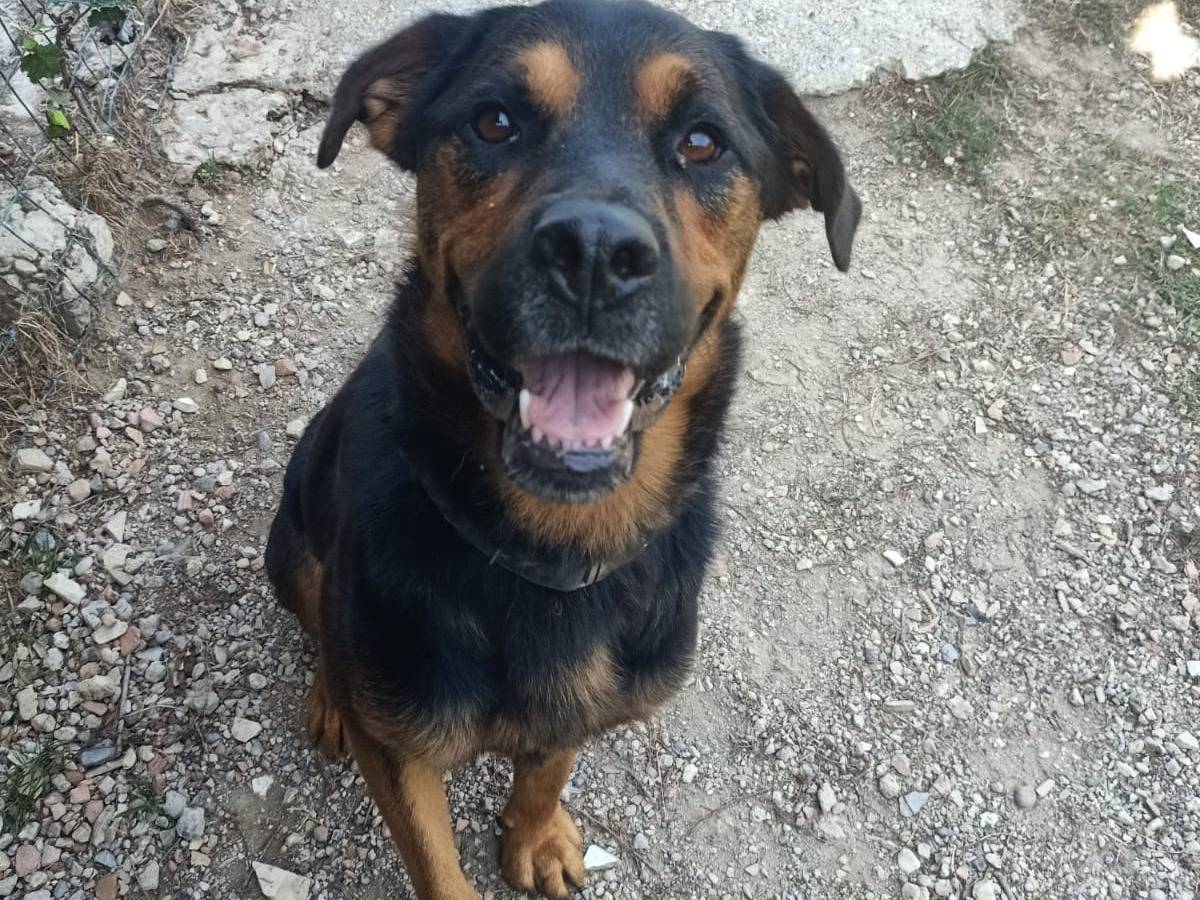 Adotta un cane, maschio, 5 anni e 1 mese, Pisa