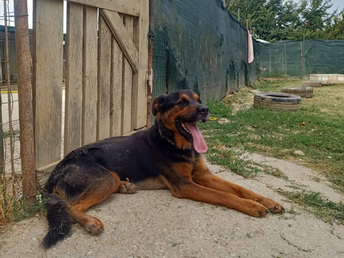 Adotta un cane, taglia media, maschio, Pisa