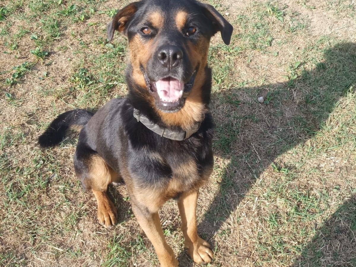 Vuoi adottare un cane a Pisa?