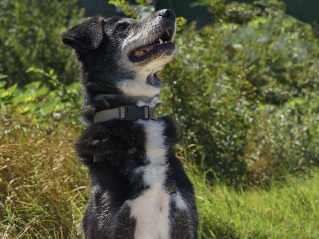 Adozione cane, maschio, Razza sconosciuta Razza sconosciuta, 11 anni, taglia grande, Pisa