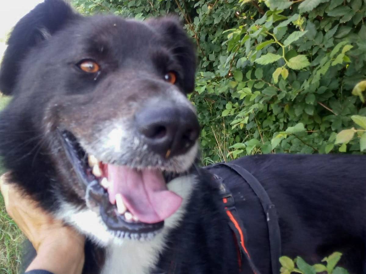 Adotta un cane, maschio, 11 anni, Pisa