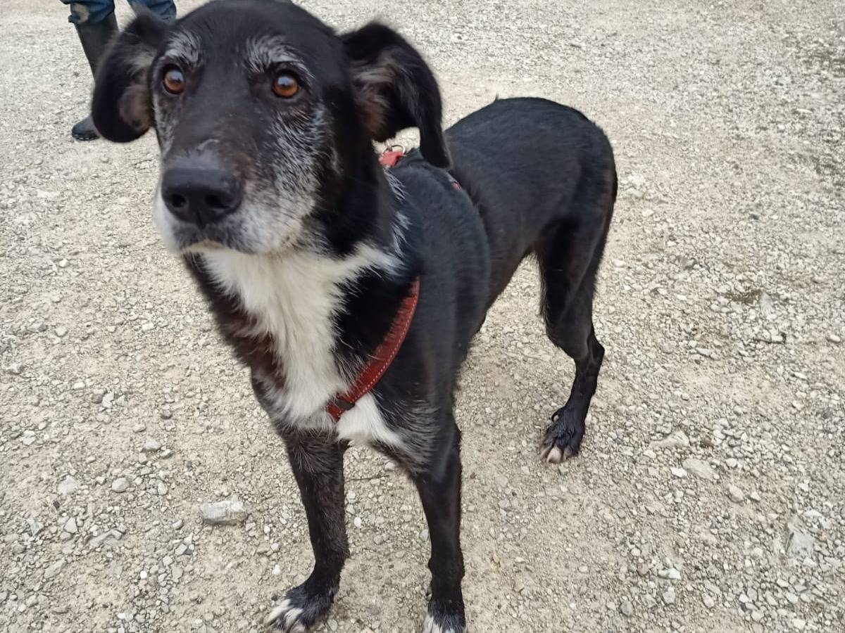 Adotta un cane, taglia grande, maschio, Pisa