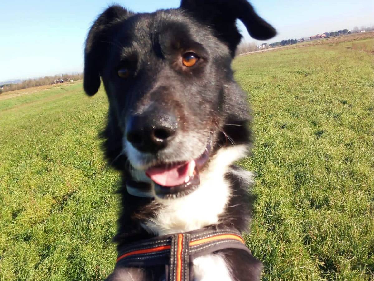 Vuoi adottare un cane a Pisa?