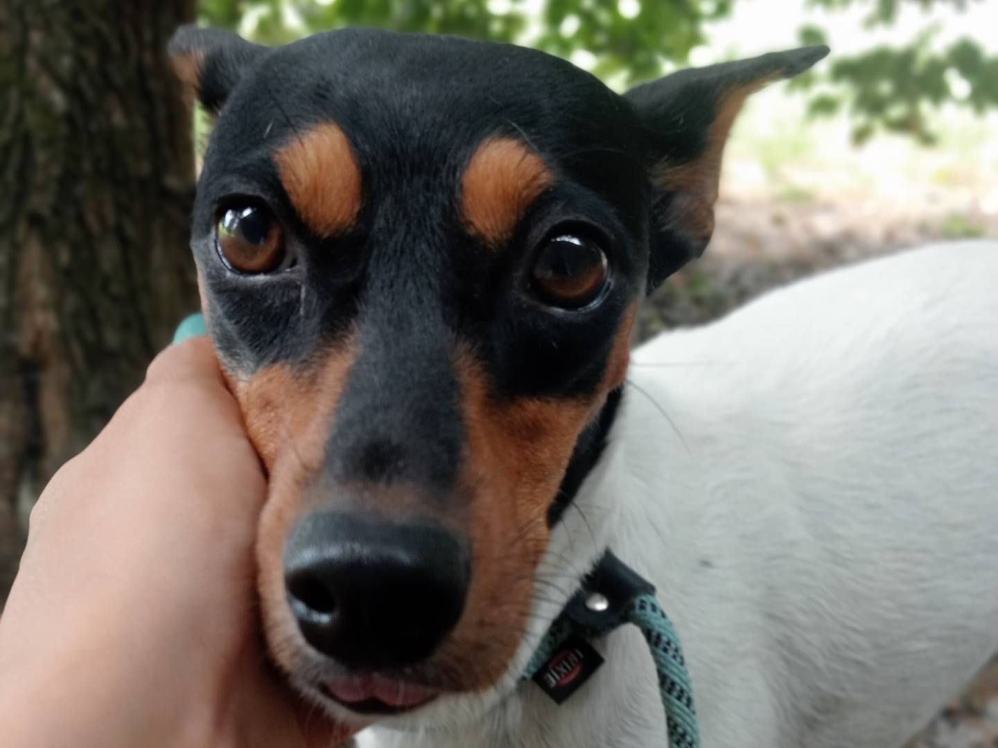 Adozione cane, femmina, Razza sconosciuta Razza sconosciuta, 4 anni e 11 mesi, taglia piccola, Cremona