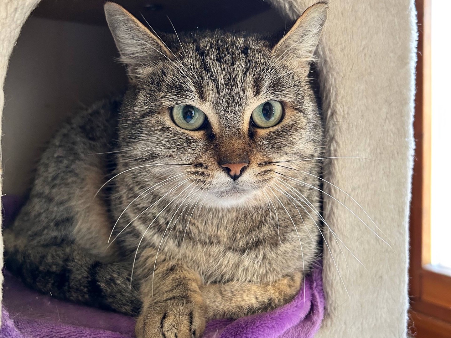 Adozione gatto, femmina, Razza sconosciuta Razza sconosciuta, 1 anno e 4 mesi, taglia non valida, Padova