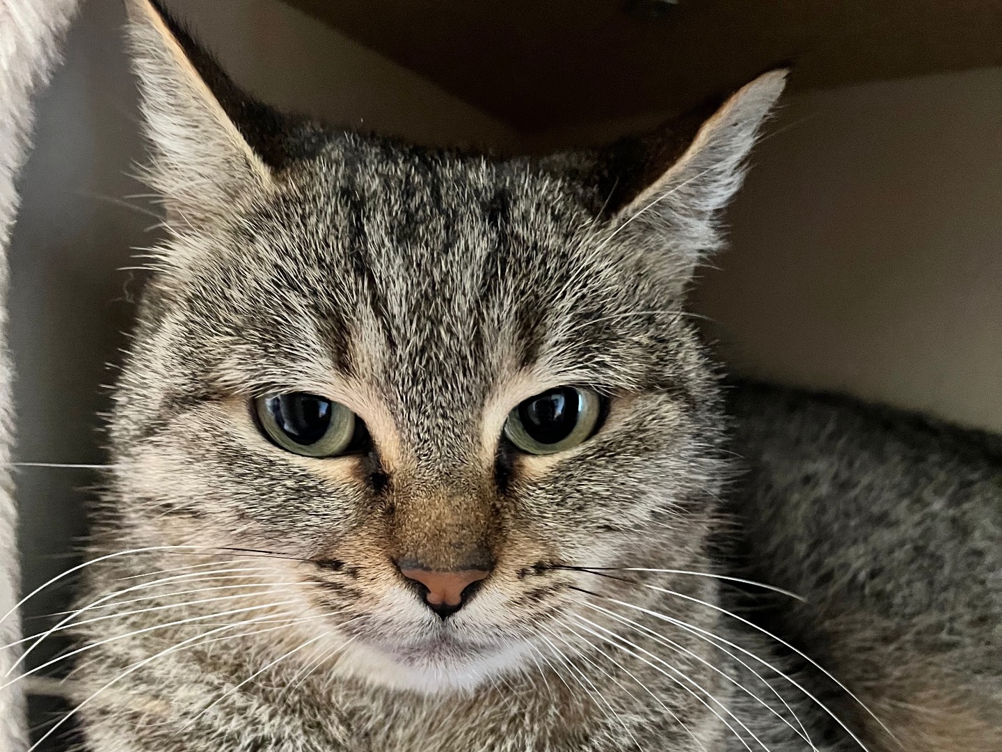 Adotta un gatto, taglia non valida, femmina, Padova