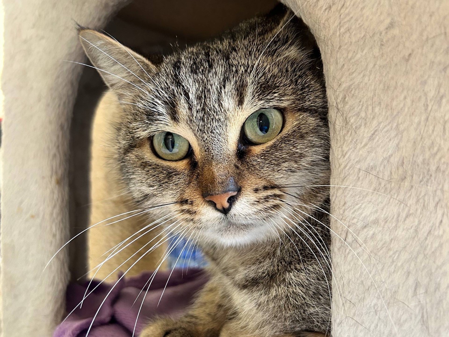 Vuoi adottare un gatto a Padova?