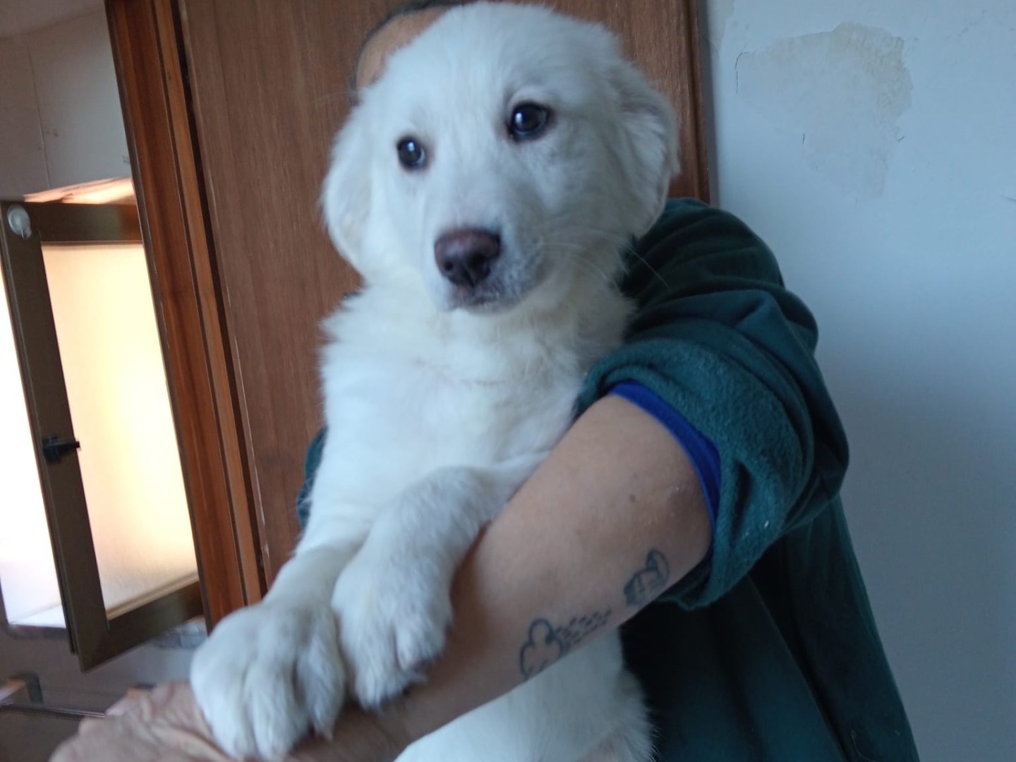 Adozione cane, femmina, Razza sconosciuta Razza sconosciuta, 4 mesi, taglia media, Benevento