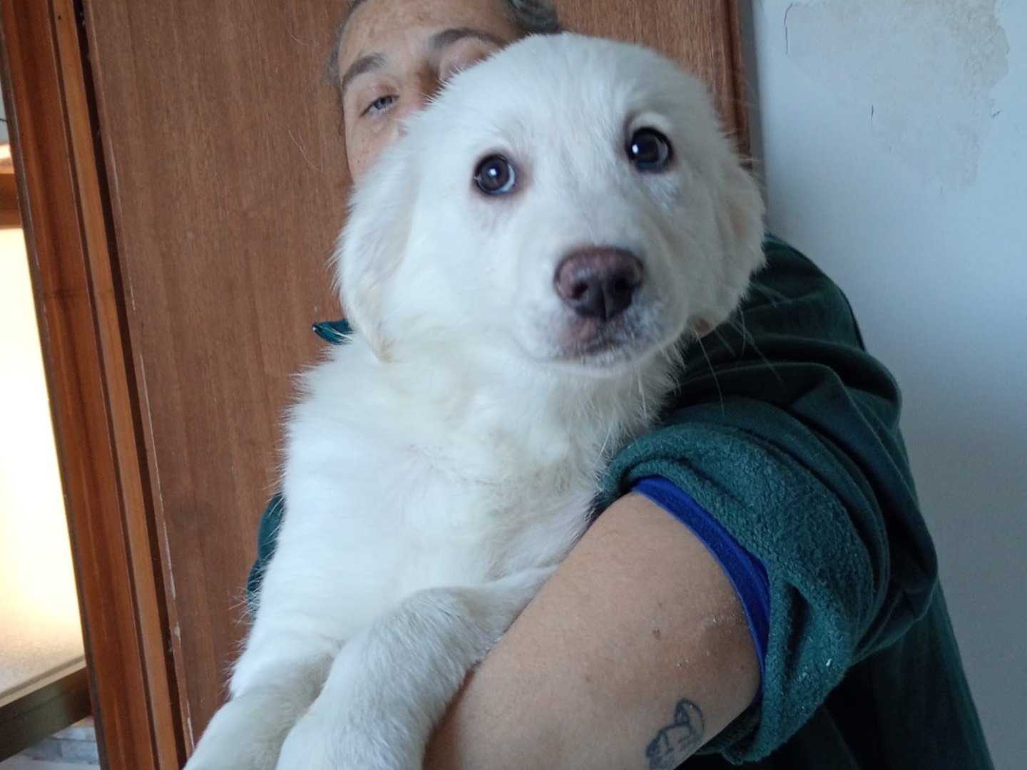 Adotta un cane, femmina, 4 mesi, Benevento