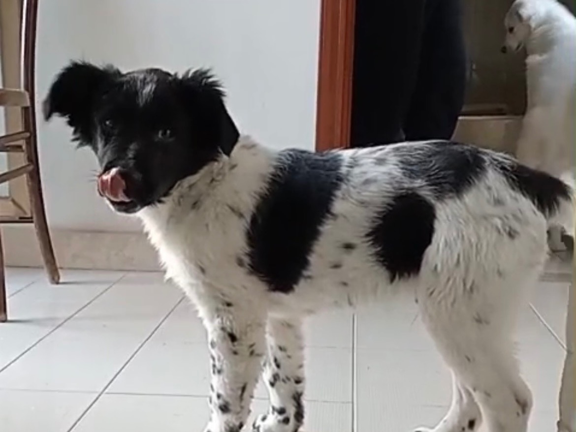 Adozione cane, maschio, Razza sconosciuta Razza sconosciuta, 4 mesi, taglia media, Benevento