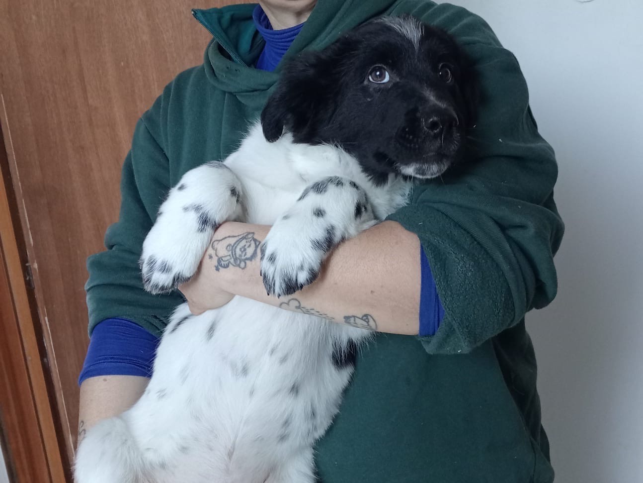 Adotta un cane, maschio, 4 mesi, Benevento