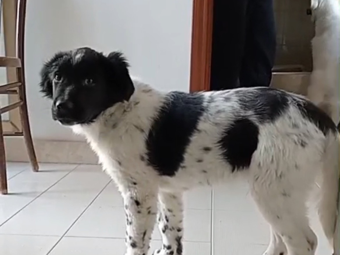 Adotta un cane, taglia media, maschio, Benevento