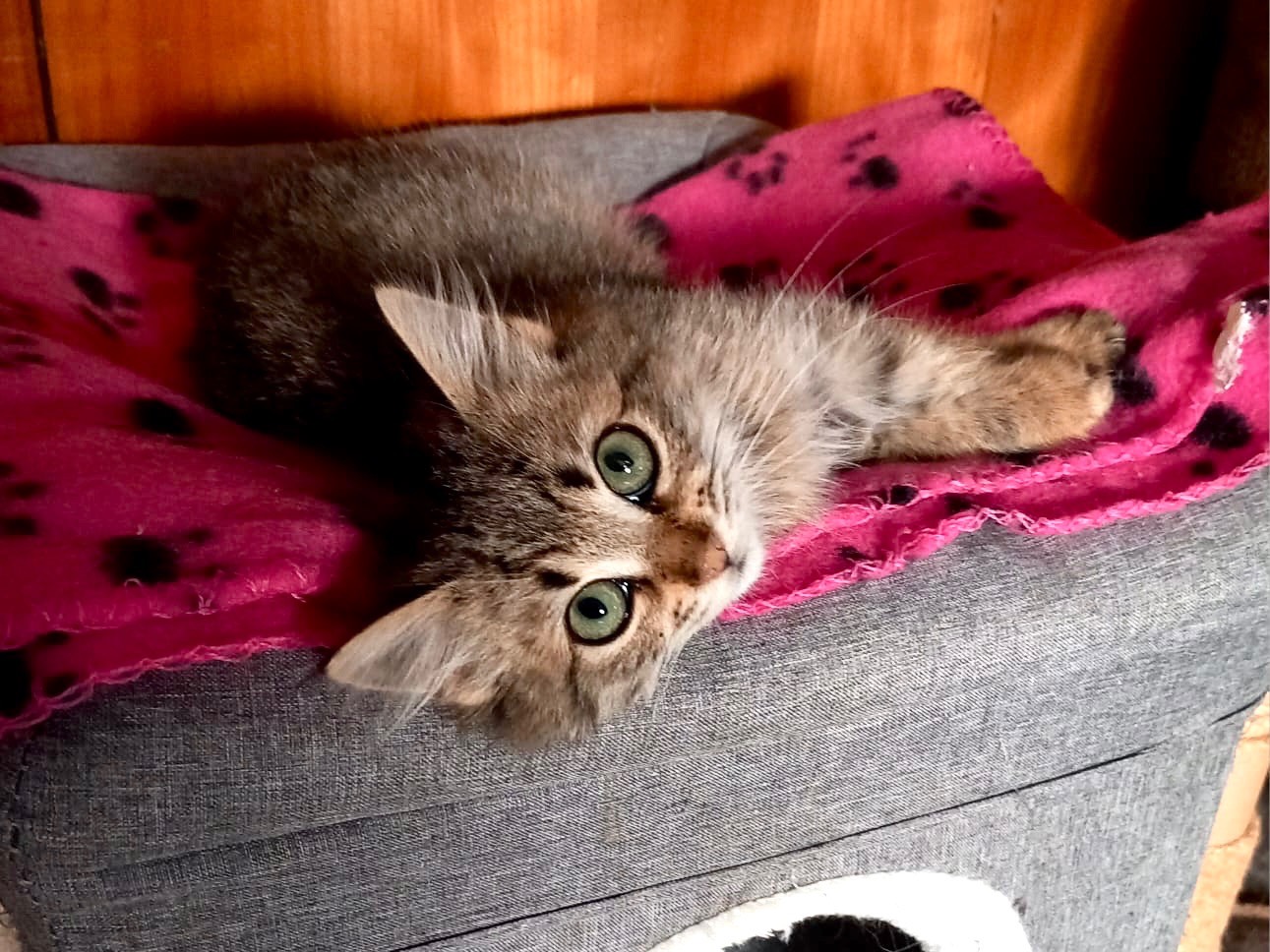 Adozione gatto, femmina, Razza sconosciuta Razza sconosciuta, 3 mesi, taglia non valida, Latina