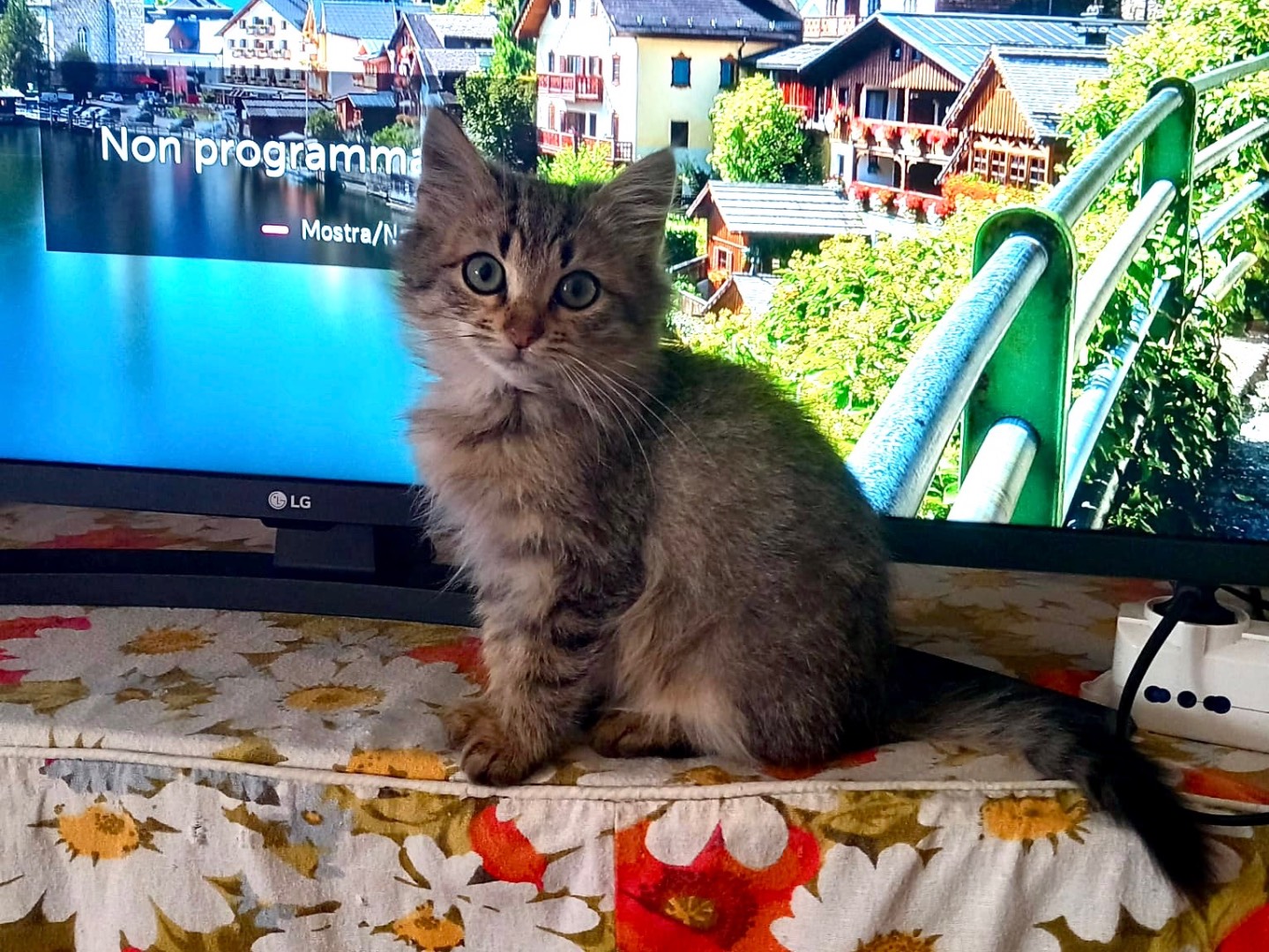 Adotta un gatto, femmina, 3 mesi, Latina